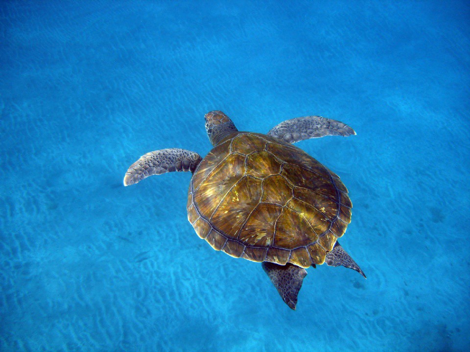Suelta de tortugas en El Puertito