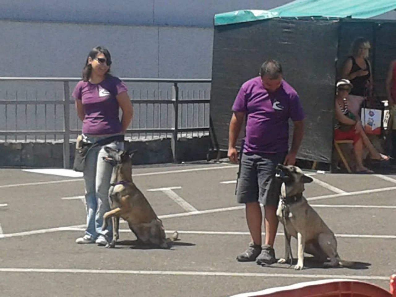El Festival de Mascotas de Adeje, todo un éxito