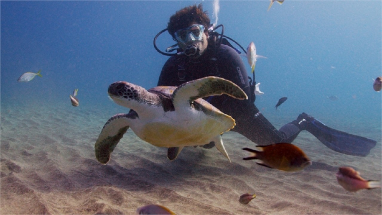En Costa Adeje se pueden ver las tortugas bajo el mar