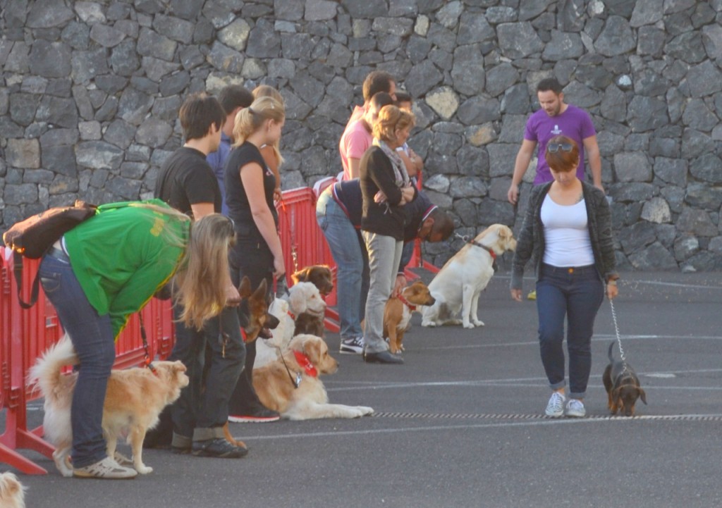  El curso de adiestramiento canino llega a la fase de prácticas