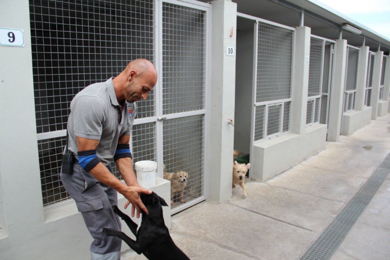 La protectora Tenerife Office Headmasters and Pinkies promueve la adopción de perros potencialmente peligrosos en Adeje