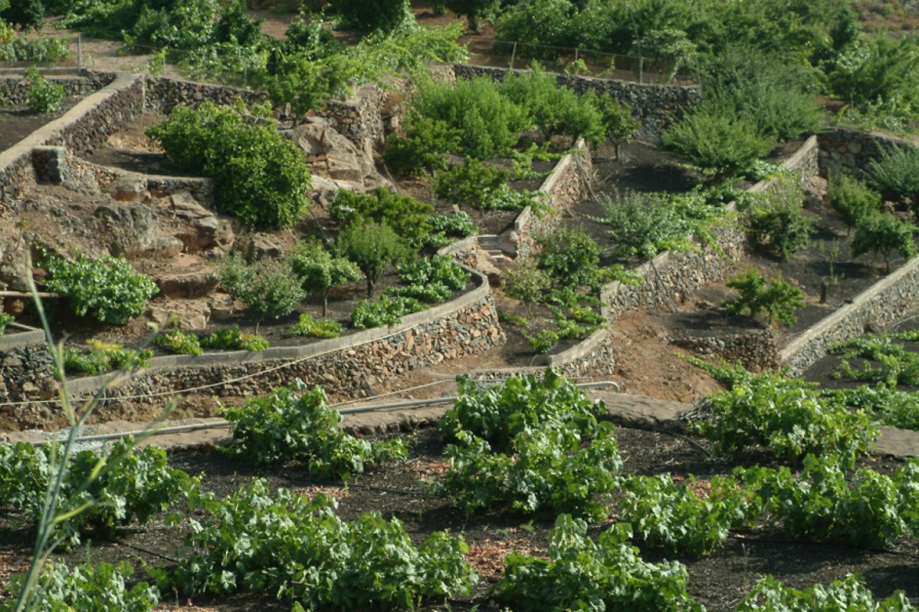 Cultivos en el Sur de Tenerife