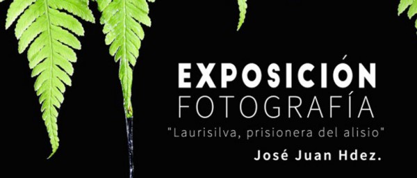  Hasta el 25 de octubre se podrá visitar la exposición ''Laurisilva, prisionera del alisio'' 