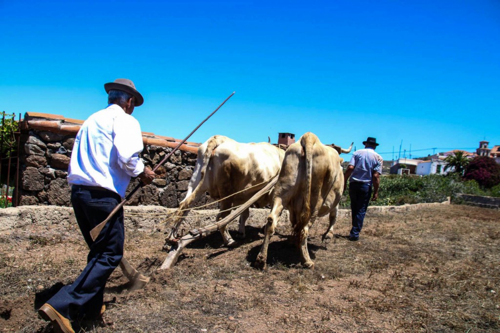 "El vino, el queso y la miel" centran las X Jornadas Etnográficas de Taucho