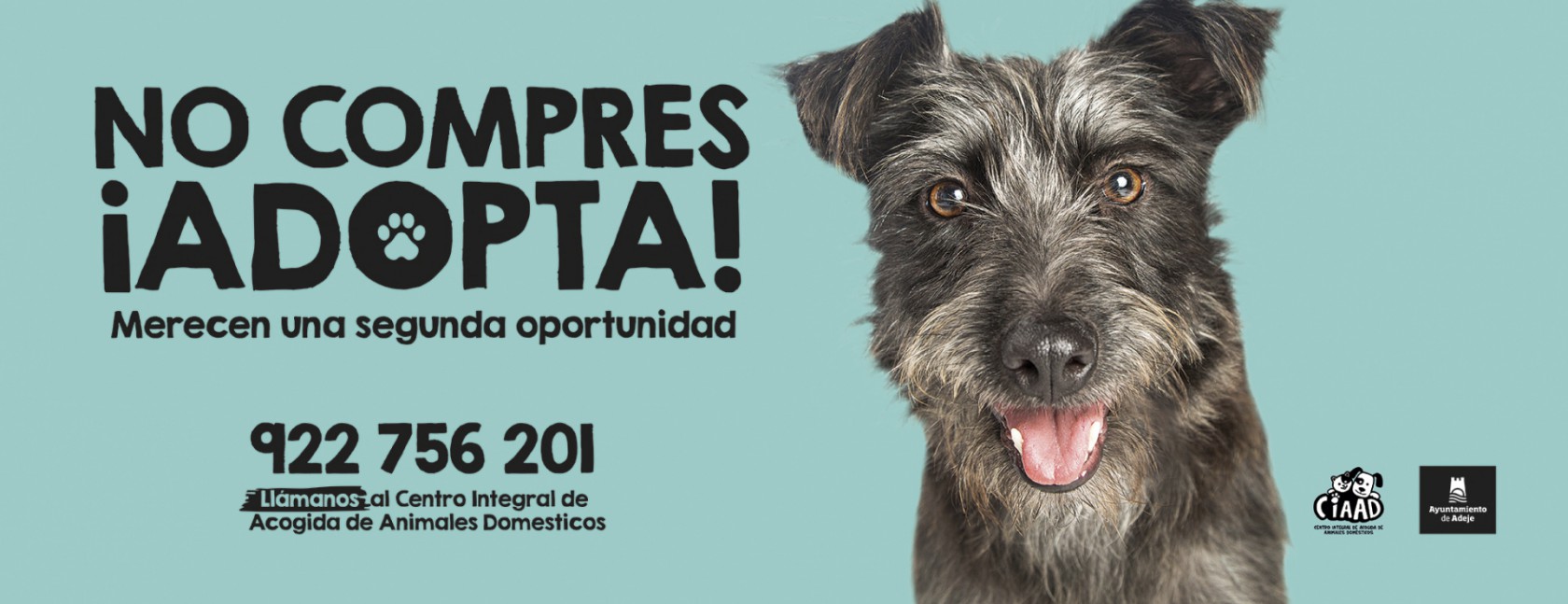 Adeje lanza una campaña para fomentar la adopción de los perros abandonados en el Centro de Acogida municipal