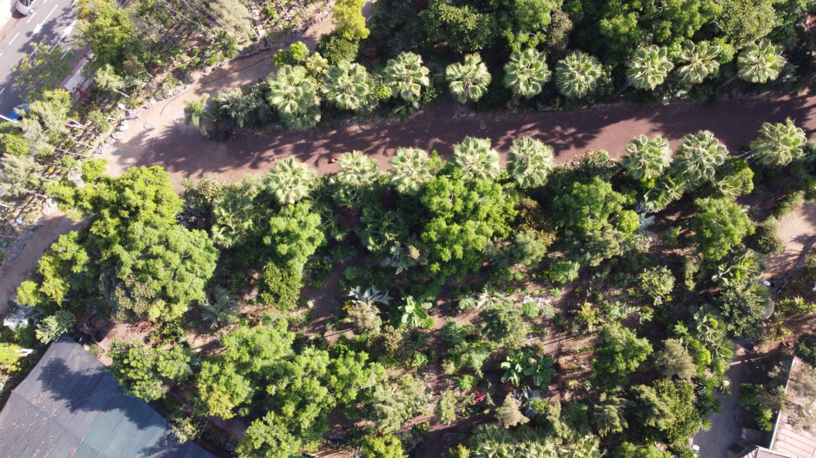 Parque Central de Adeje, un modelo de bosque productivo en Canarias