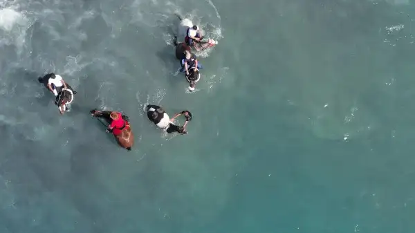 San Sebastián volvió al mar acompañado de animales