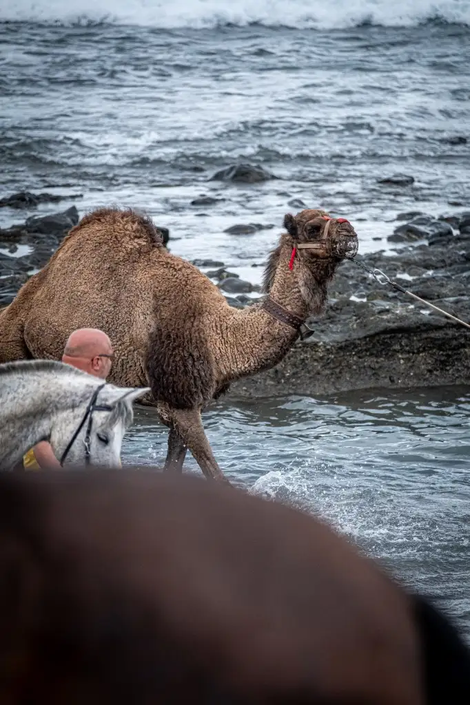 Más de cien caballos acompañan a San Sebastián en su entrada al mar