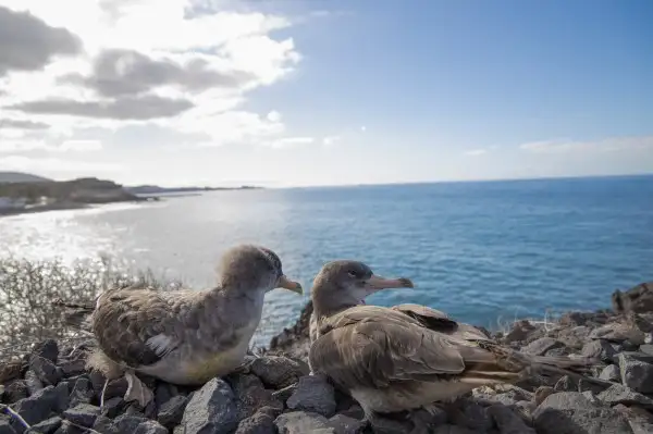 Adeje refuerza su compromiso con la protección de la pardela cenicienta con una jornada de liberación y educación ambiental en La Enramada