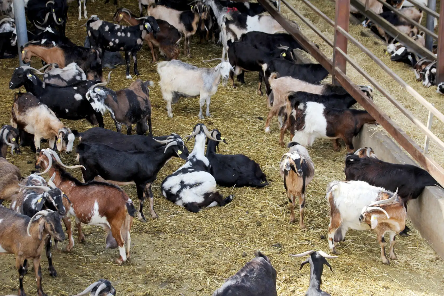 Subvenci&oacute;n destinada a sufragar gastos derivados del desarrollo de la actividad ganadera en el municipio de Adeje