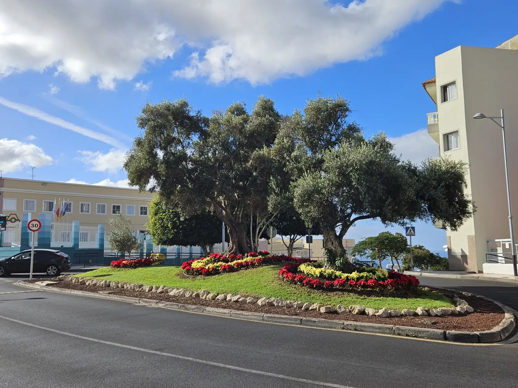 Adeje planta 15.000 flores de pascua para vestir el municipio en Navidad