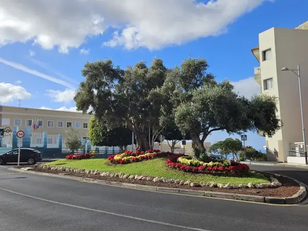 El Ayuntamiento cubre Adeje con los colores de la navidad plantando más de 15 mil flores de pascua