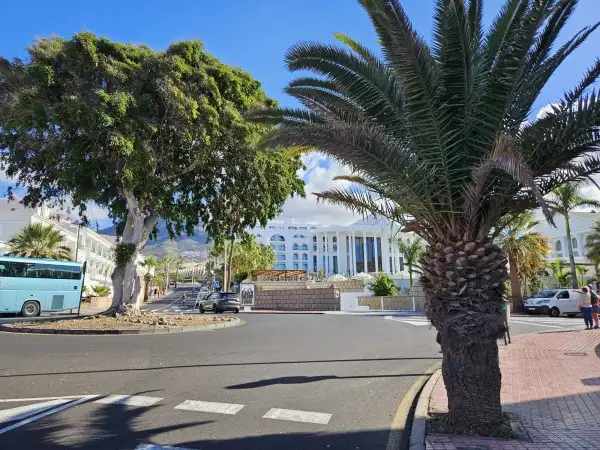 El Ayuntamiento apuesta por la endoterapia para poner freno a la mosca blanca y a otras plagas en sus palmeras