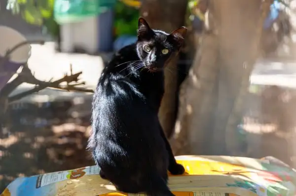 Adeje informa a residentes, turistas y escolares que los gatos callejeros del municipio no están abandonados