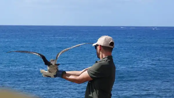 Adeje pide apagar las luces para proteger a las pardelas en su primer vuelo al mar